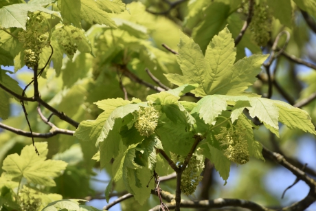 Esdoorn in blad