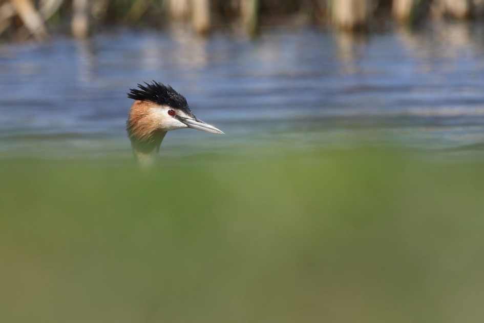 na de duik - Vogels - fuut