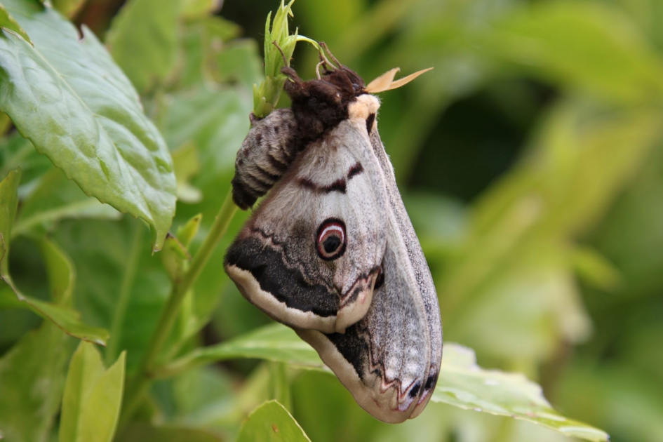 Nachtpauwoog. - Geleedpotigen - Nachtpauwoog