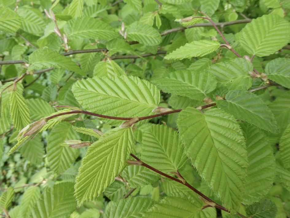 Nieuw blad - Planten - 
