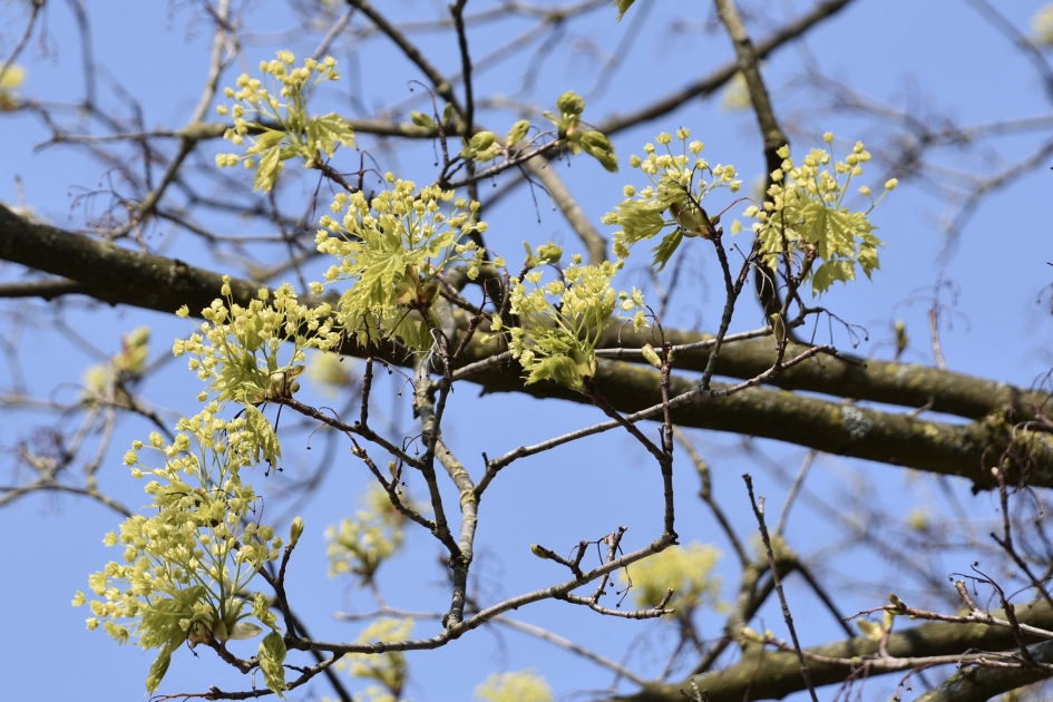 Nieuw blad van de plataan - Planten - 