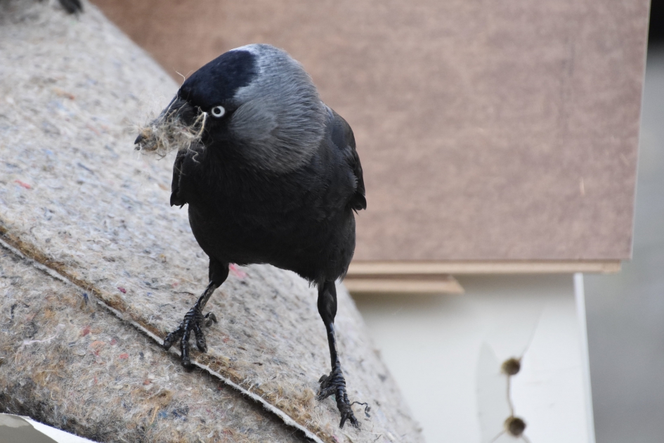 Nu is het wel genoeg - Vogels - 