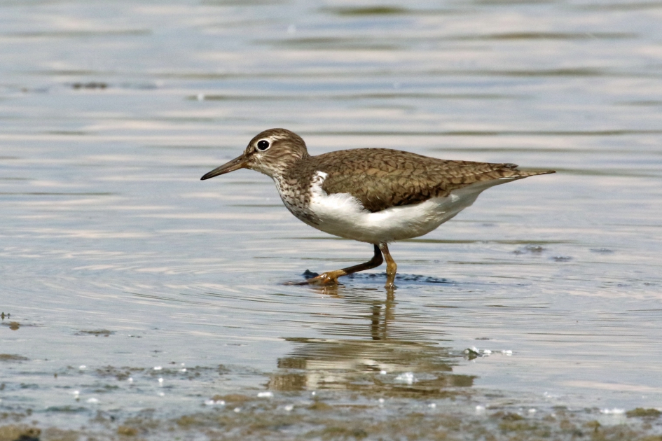 Oeverloper - Vogels - 