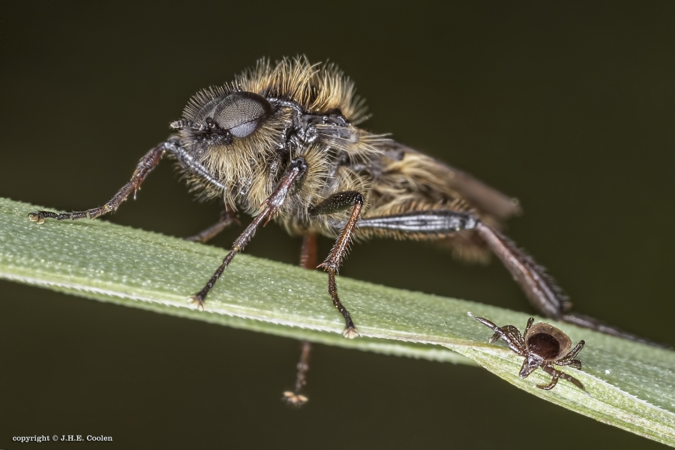 (On)gevaarlijk.. - Geleedpotigen - Kleine rouwvlieg/ Teek