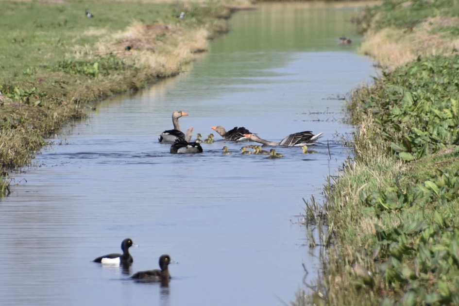 Op de voorgrond eendjes - Vogels - 