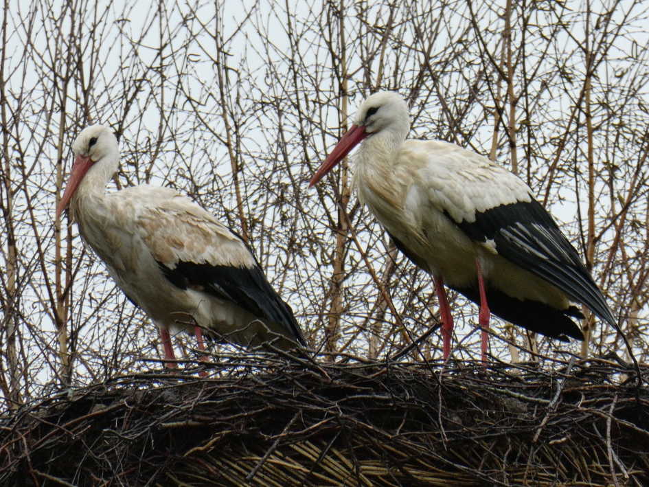 Ooievaars - Vogels - 