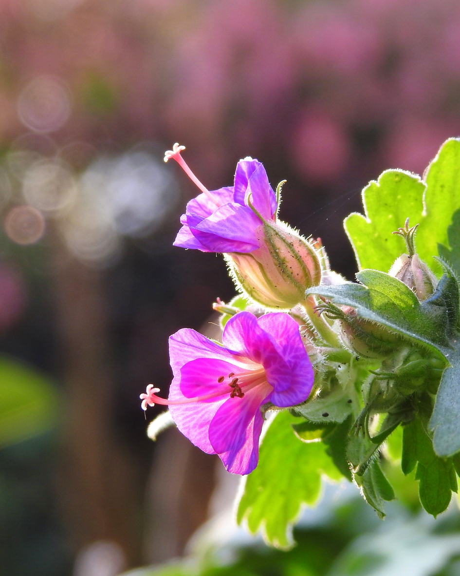 Ooievaarsbek - Planten - Ooievaarsbek (maar geen idee welke soort)