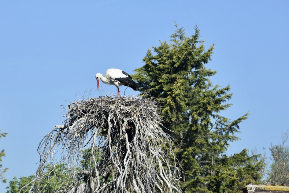 Ooievaarsnest bovenop een boom - Vogels - 