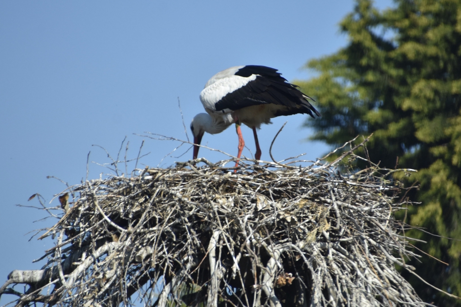 Ooievaarsnest op een boom - Vogels - 
