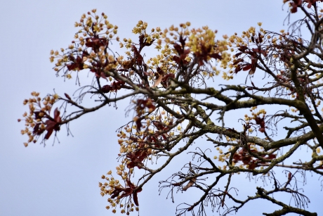 Ook de iep komt in blad