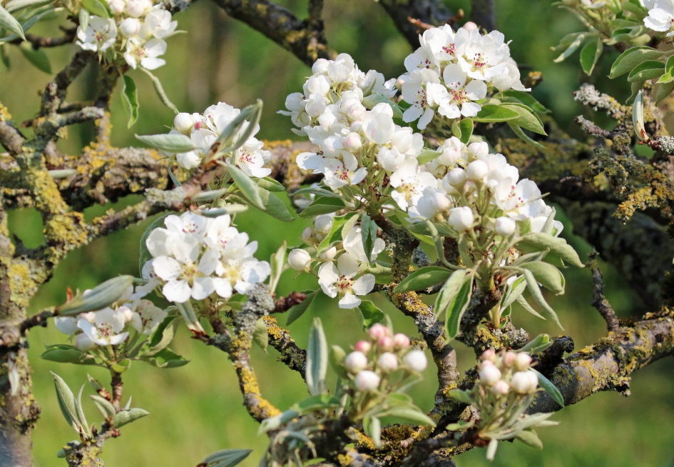 Ook een heel oud boompje kan mooie bloesem geven - Planten - 