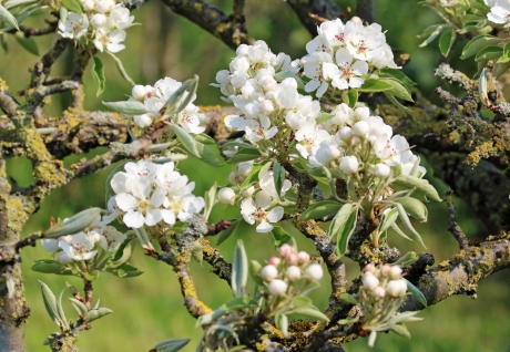 Ook een heel oud boompje kan mooie bloesem geven