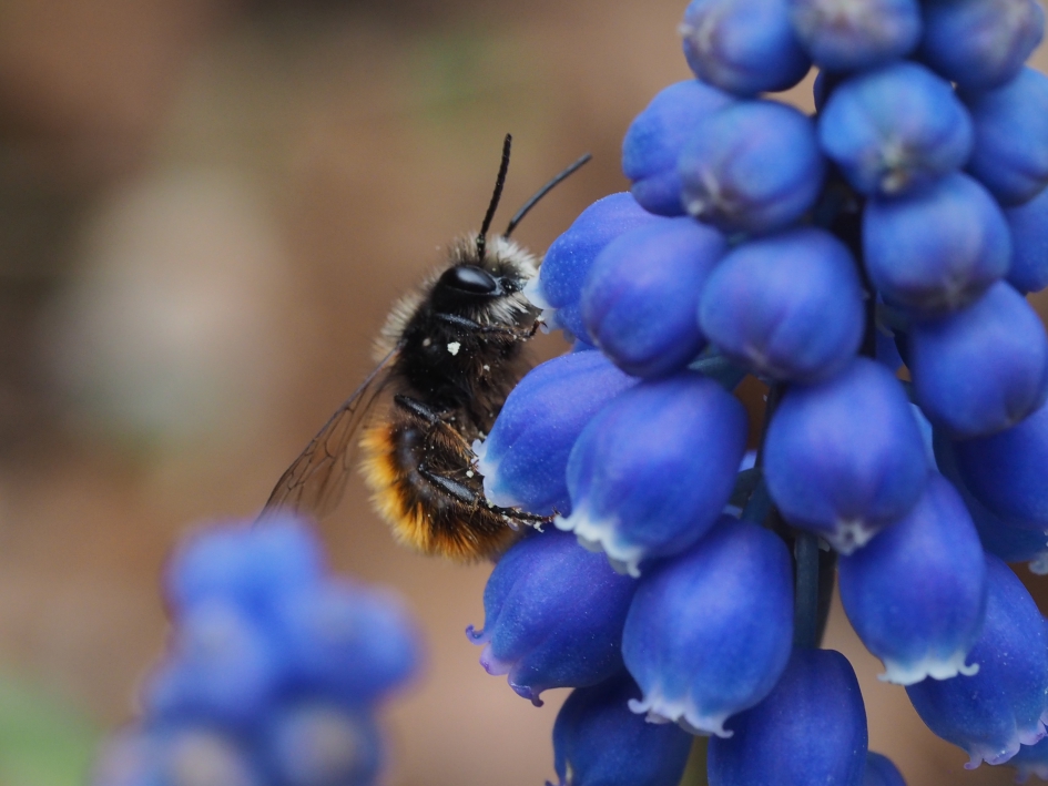 Op de bauwe druif - Geleedpotigen - Metselbijtje vermoed ik, mogelijk de gehoornde