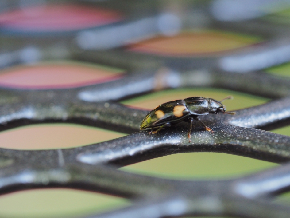 Op de tuintafel - Geleedpotigen - Gevlekte schimmelkever
