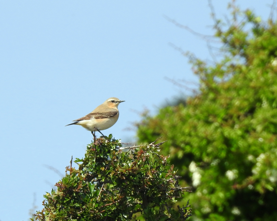 Op de uitkijk - Vogels - Tapuit