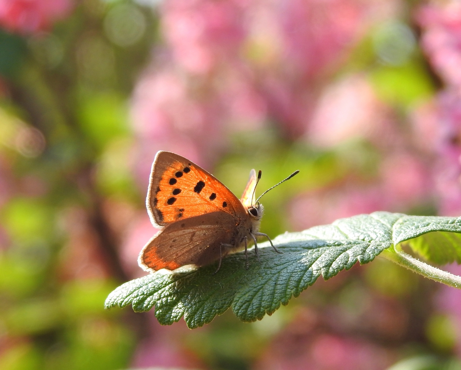 Op een zonnig plekje - Geleedpotigen - Kleine vuurvlinder