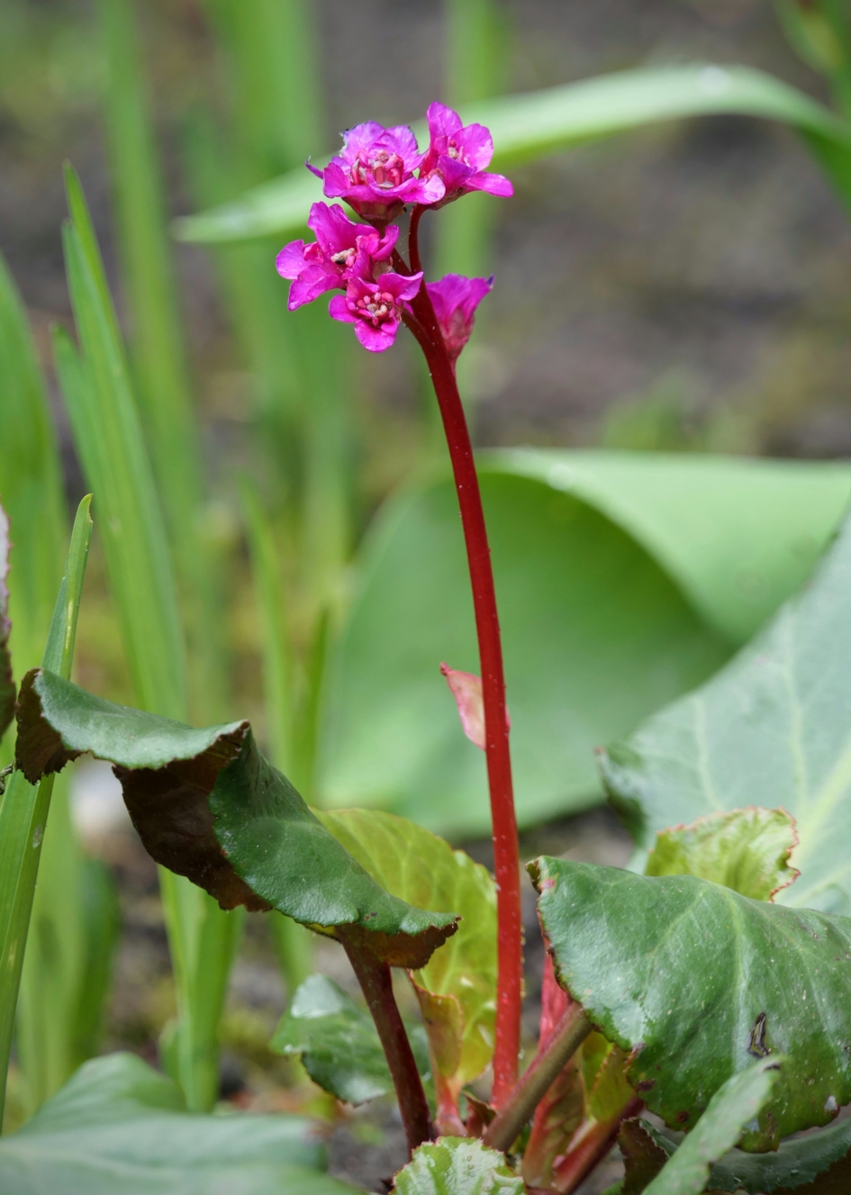 Op stand - Planten - Schoenlappersplant