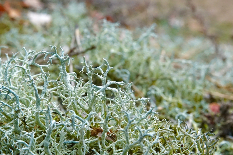 Open Rendiermos - Schimmels - 