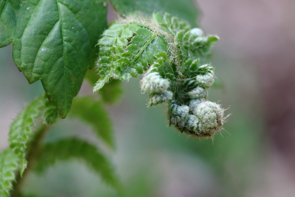 opgerold - Planten - 