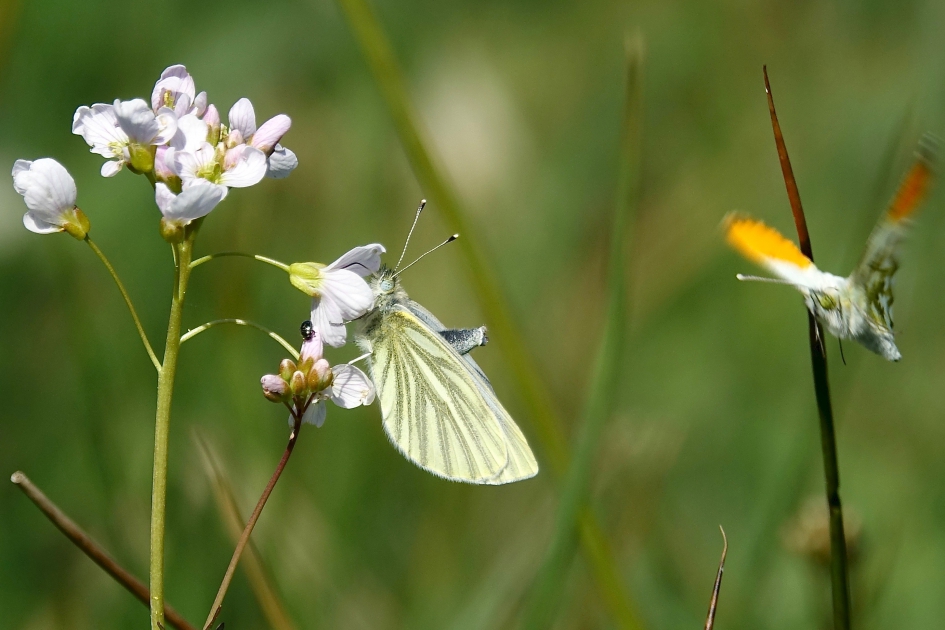 Opgewonden Klein Geaderd Witje - Geleedpotigen - Klein Geaderd Witje
