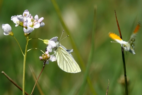 Opgewonden Klein Geaderd Witje