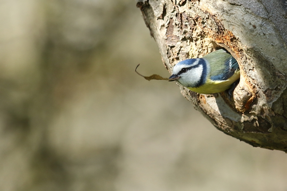 opschonen - Vogels - pimpelmees