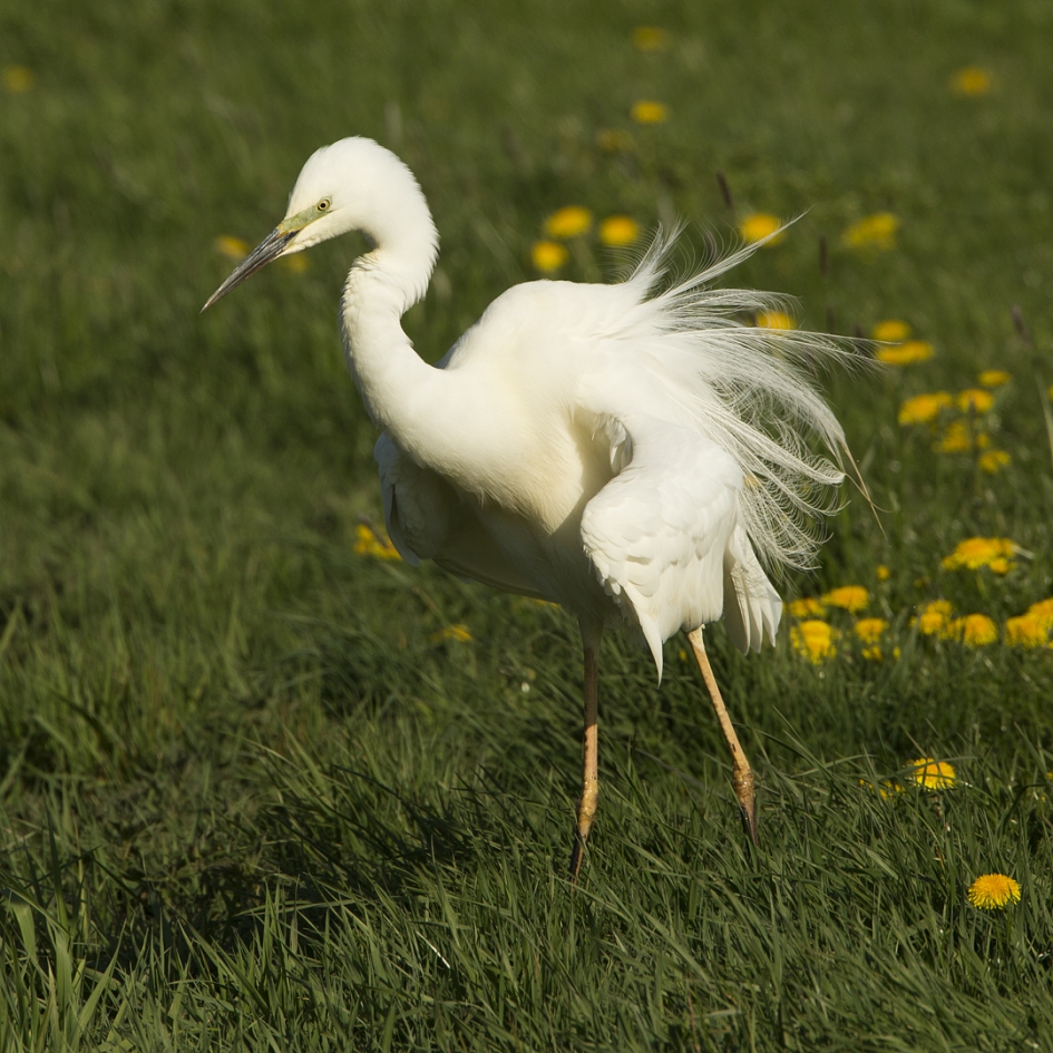 Opschudding ... - Vogels - Grote Zilverreiger