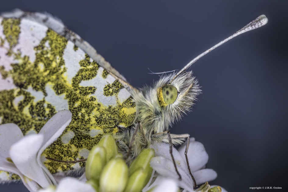 Oranje tipje - Geleedpotigen - Oranje tipje