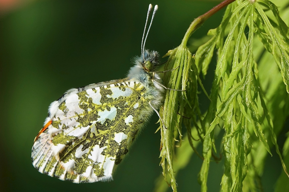 Oranjetip in de avondzon - Geleedpotigen - Oranjetip