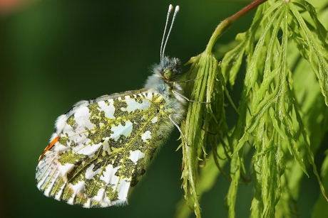 Oranjetip in de avondzon