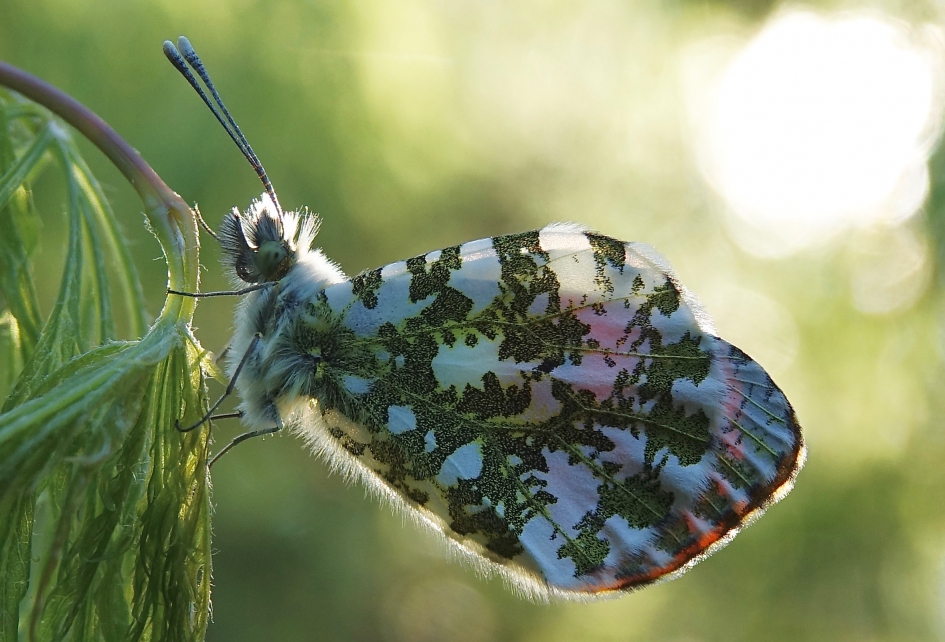 Oranjetip in de ochtendzon - Geleedpotigen - Oranjetip