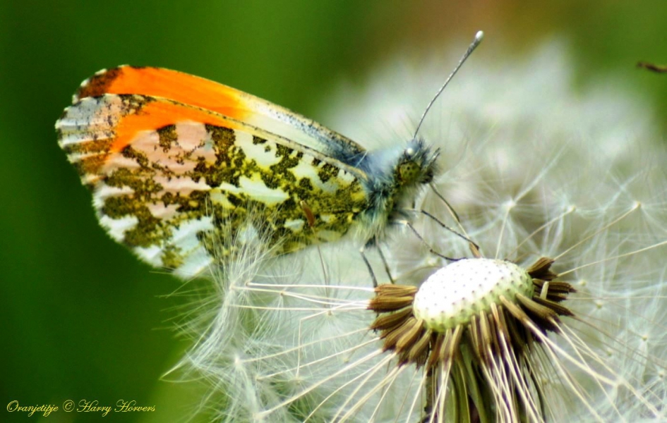 Oranjetipje - Geleedpotigen - Oranjetipje