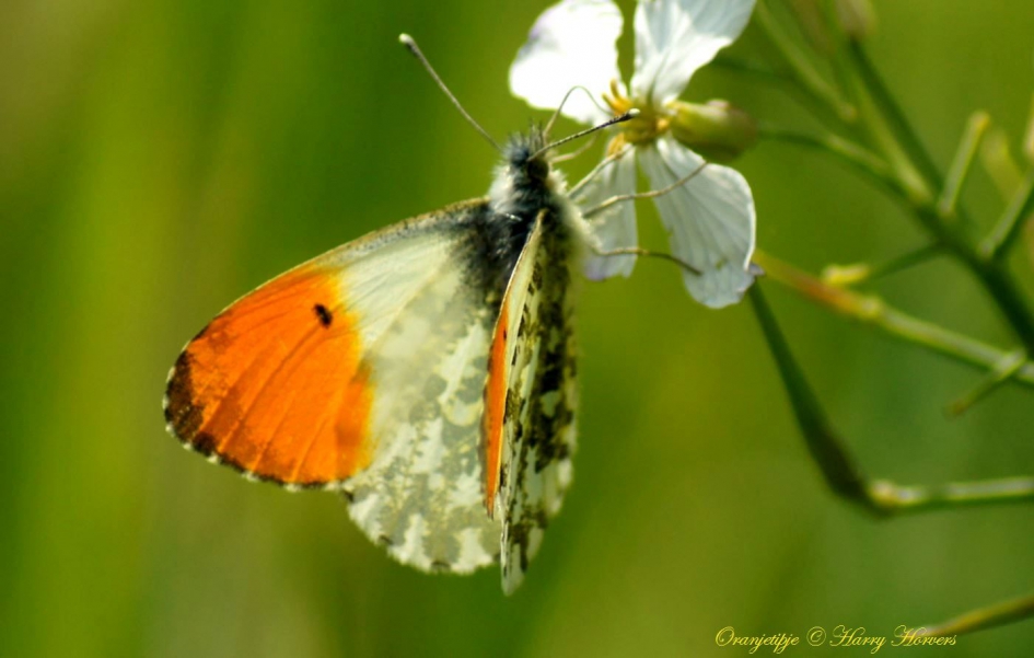 Oranjetipje -  Anthocharis cardamines - Geleedpotigen - Oranjetipje