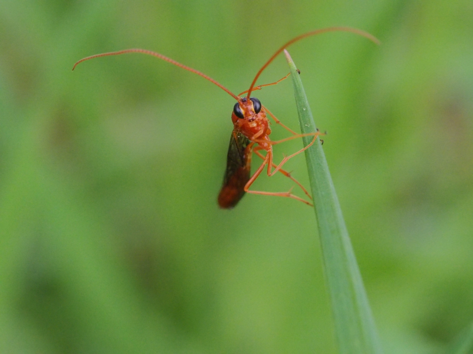 Oranje boven - Geleedpotigen - 