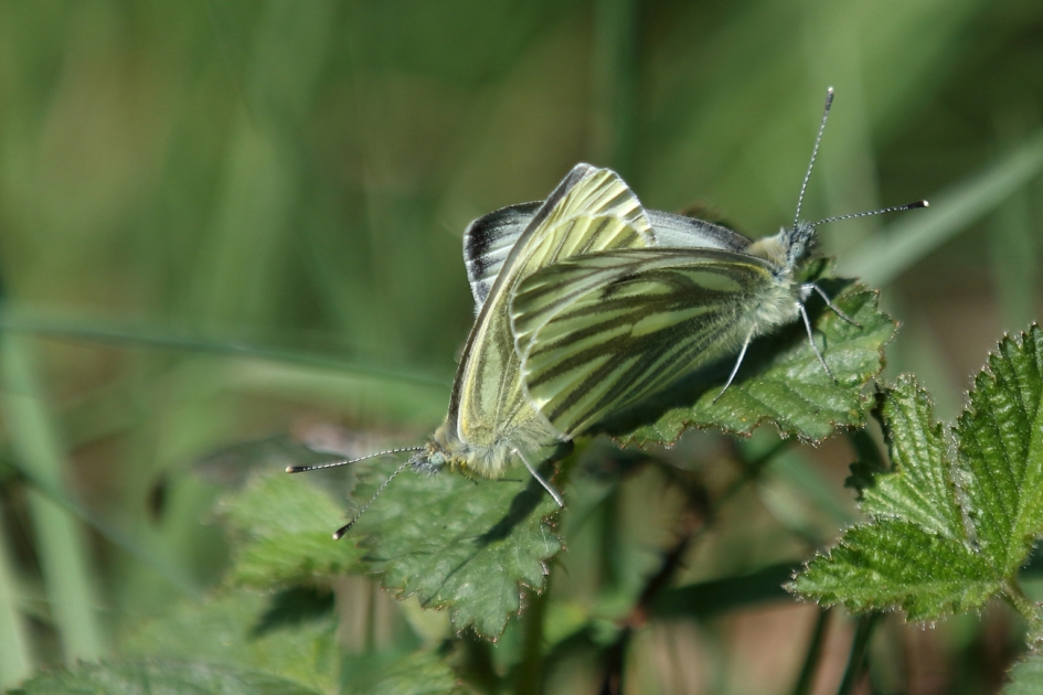 overlast - Geleedpotigen - klein geaderd witje