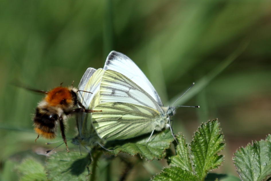overlast - Geleedpotigen - klein geaderd witje