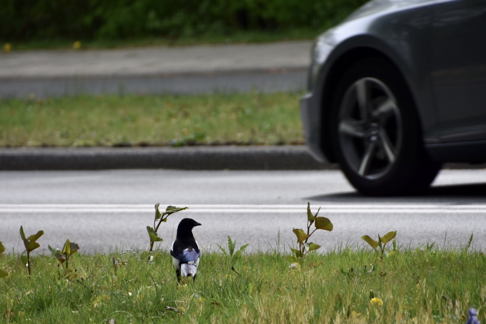Overstekende ekster - Vogels - 