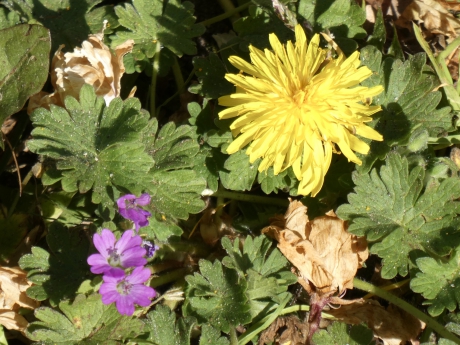 Paardenbloem en Bermooievaarsbek