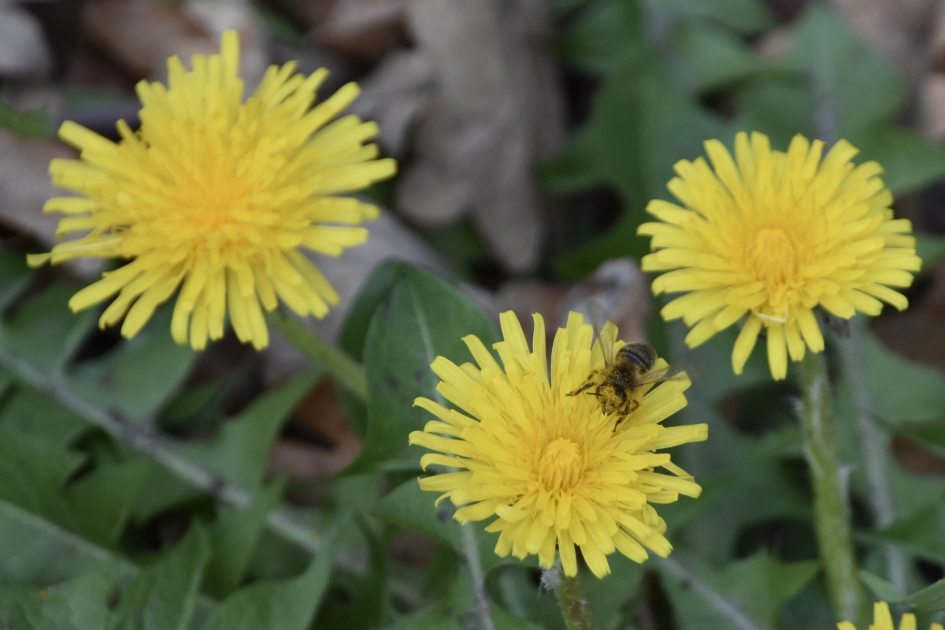 Paardenbloemen met bezoek - Planten - 