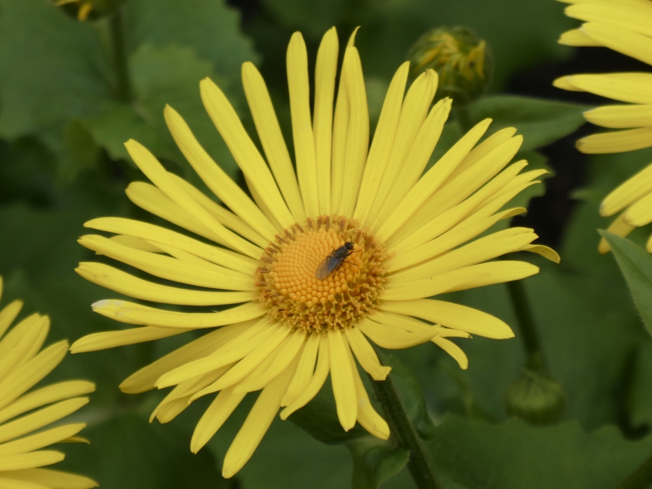 Paasgeel - Planten - 