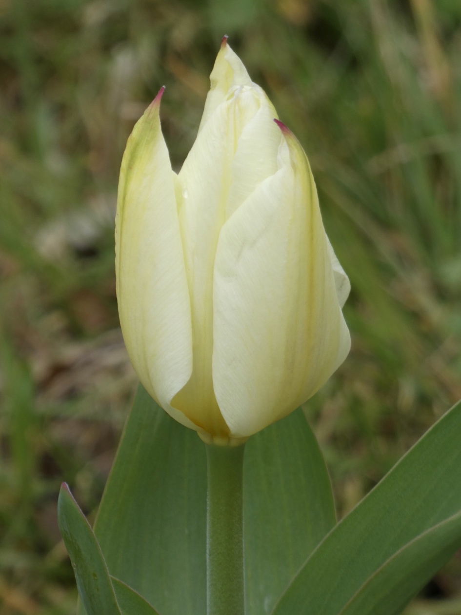 Paastulp - Planten - 