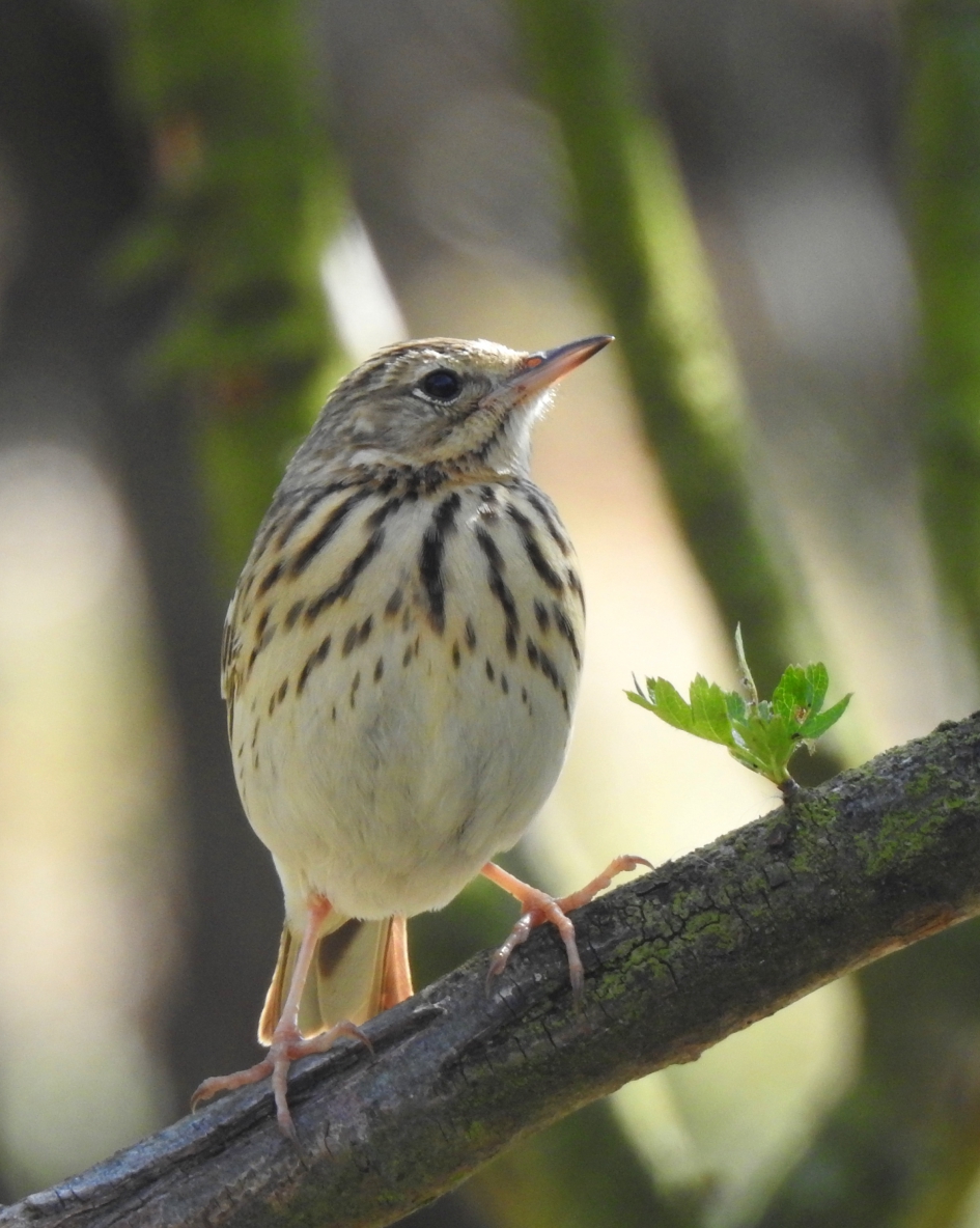 Parachutist - Vogels - Boompieper