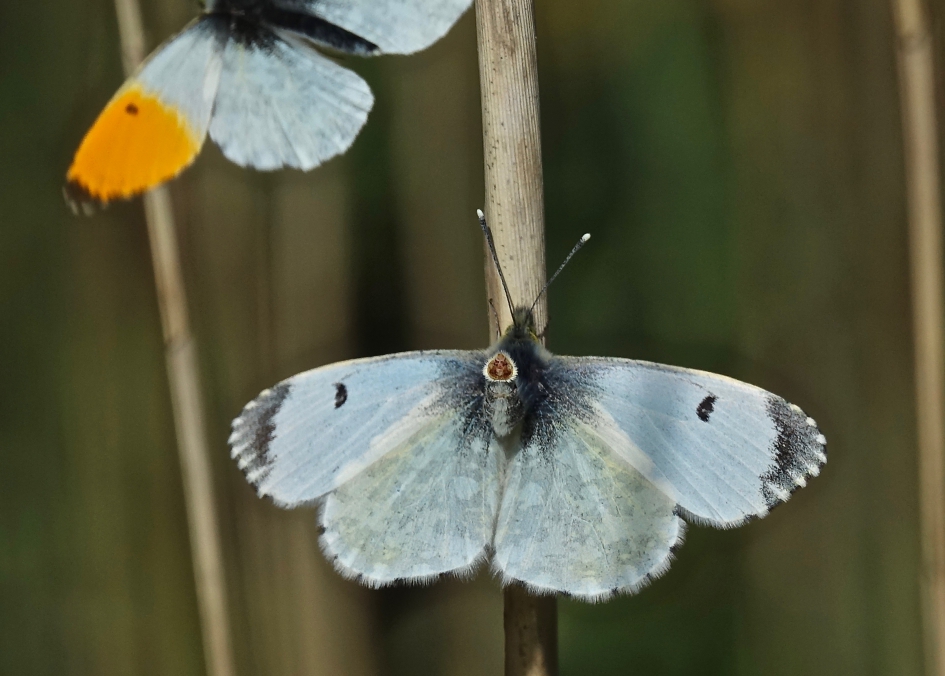 Paringsbereid vrouwtje Oranjetip - Geleedpotigen - Oranjetip