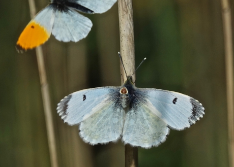 Paringsbereid vrouwtje Oranjetip