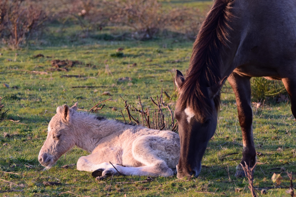 Pasgeboren konikpaard met moeder - Zoogdieren - 