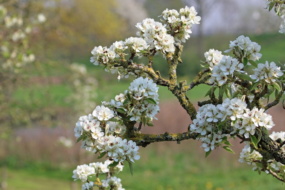 Perenbloesem - Planten - 