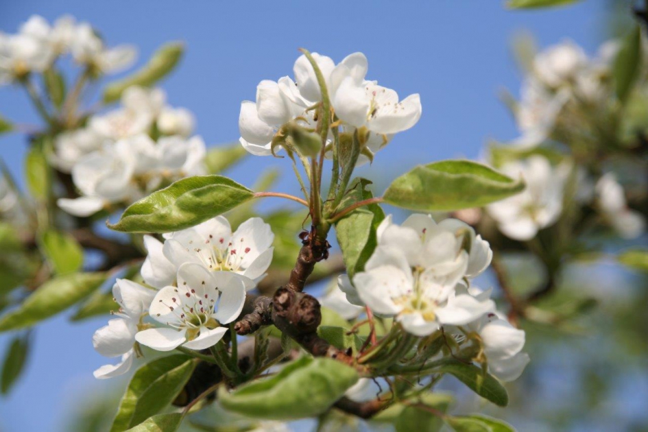 Perenbloesem - Planten - 