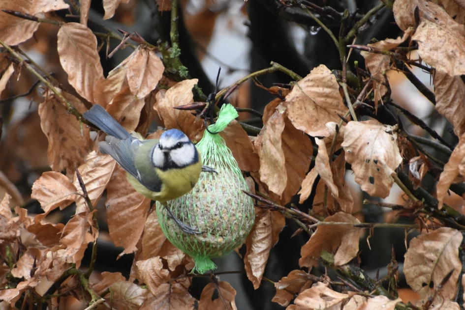 Pimpelmees - Vogels - 