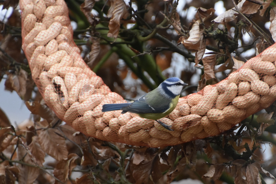 Pimpelmees - Vogels - 