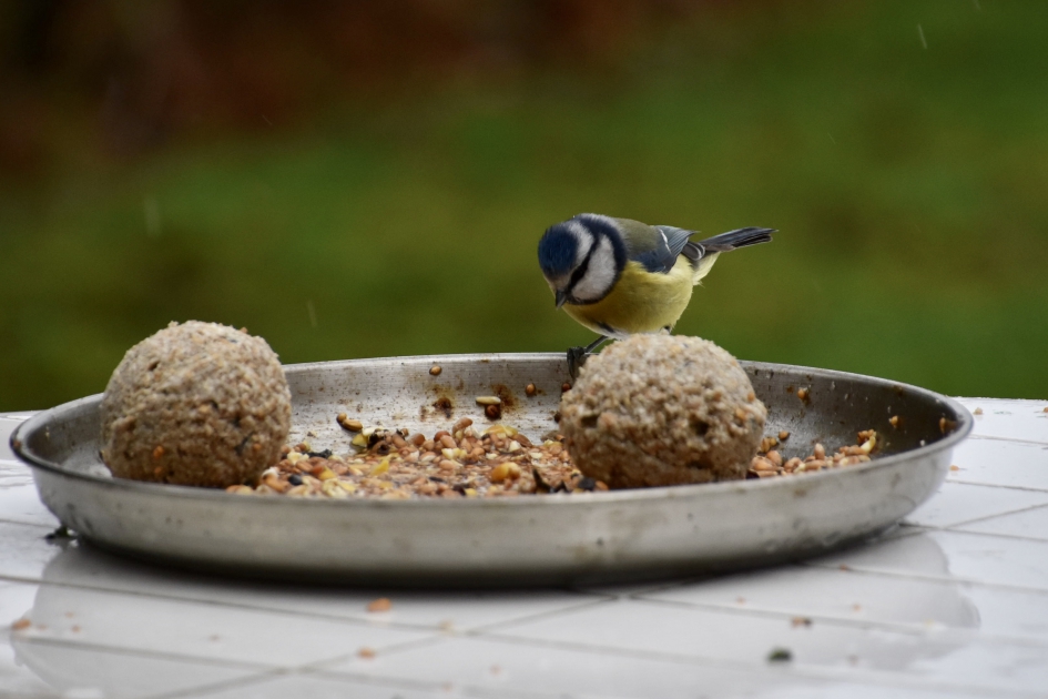Pimpelmeesje - Vogels - 